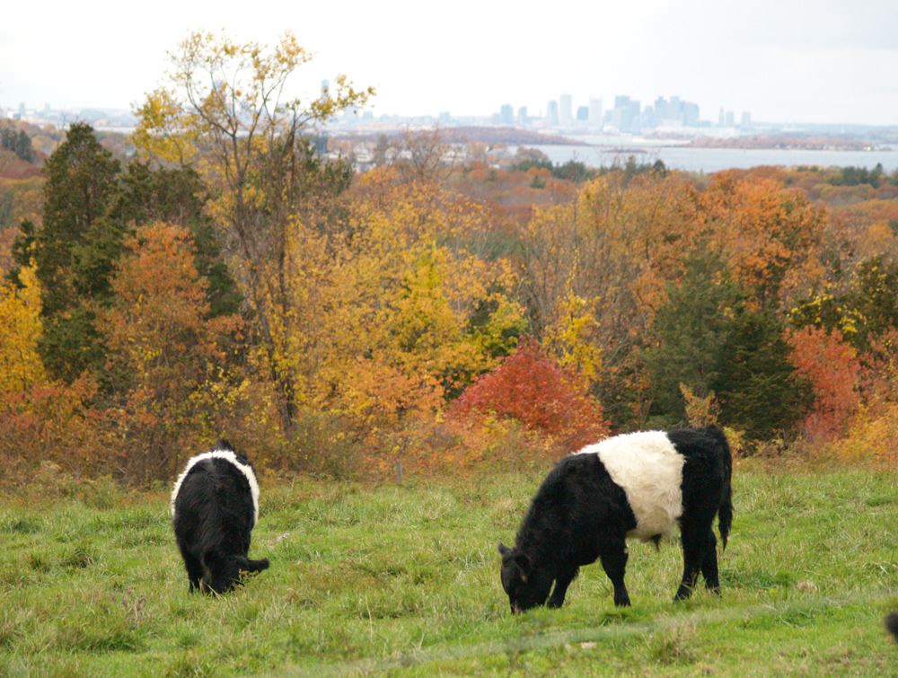 Belted Galloway cows in the pasture 6